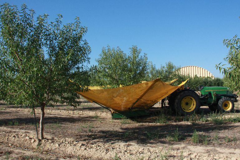 Tractor cosechando almendra