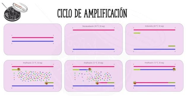 Esquema de la reacción de la PCR.