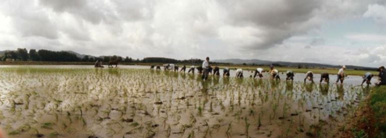 La plantada de l'arròs, a Pals.