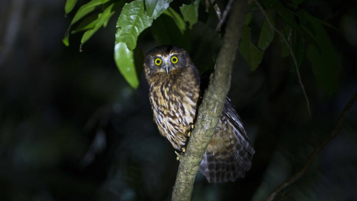 Fauna nocturna (29/10/2020)