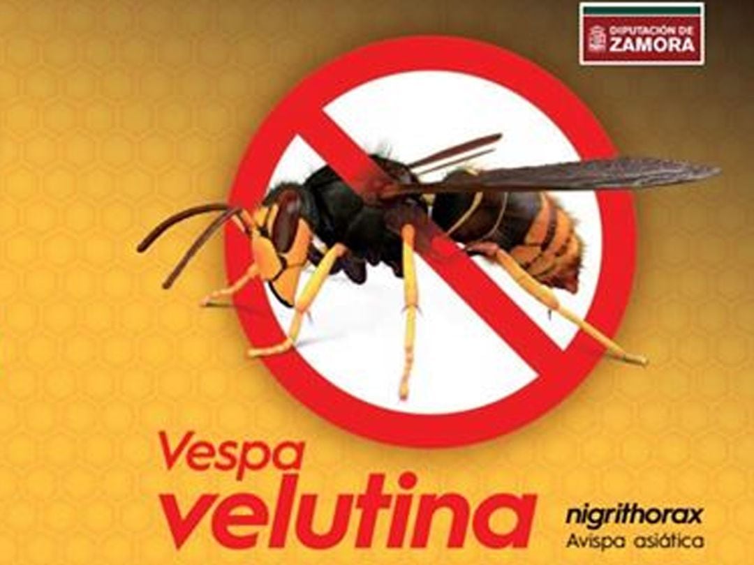 Cartel sobre la vespa velutina 