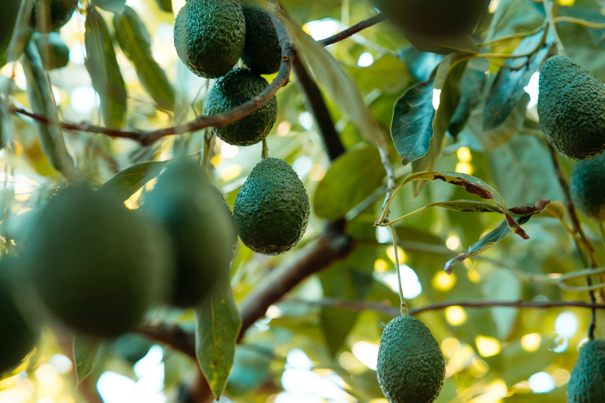 Aguacates en una imagen de archivo.