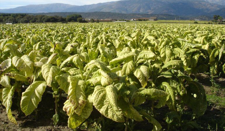 Tabaco plantado en la comarca de la Vera