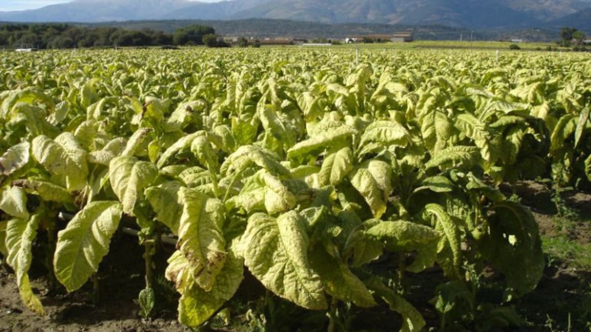 El tabaco extremeño reclama estabilidad ante la reforma de la PAC y las medidas regulatorias