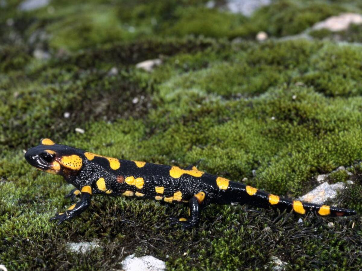 Una joya biológica en nuestra provincia, la salamandra