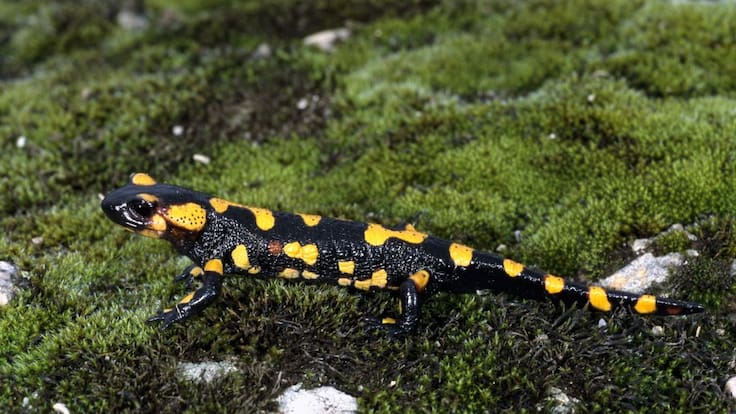 El guardabosques: las salamandras