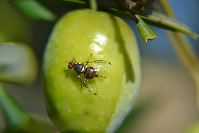 Mosca sobre una aceituna