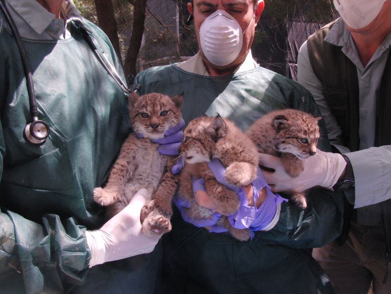 Los tres cachorros de lince tras someterse a su primer chequeo