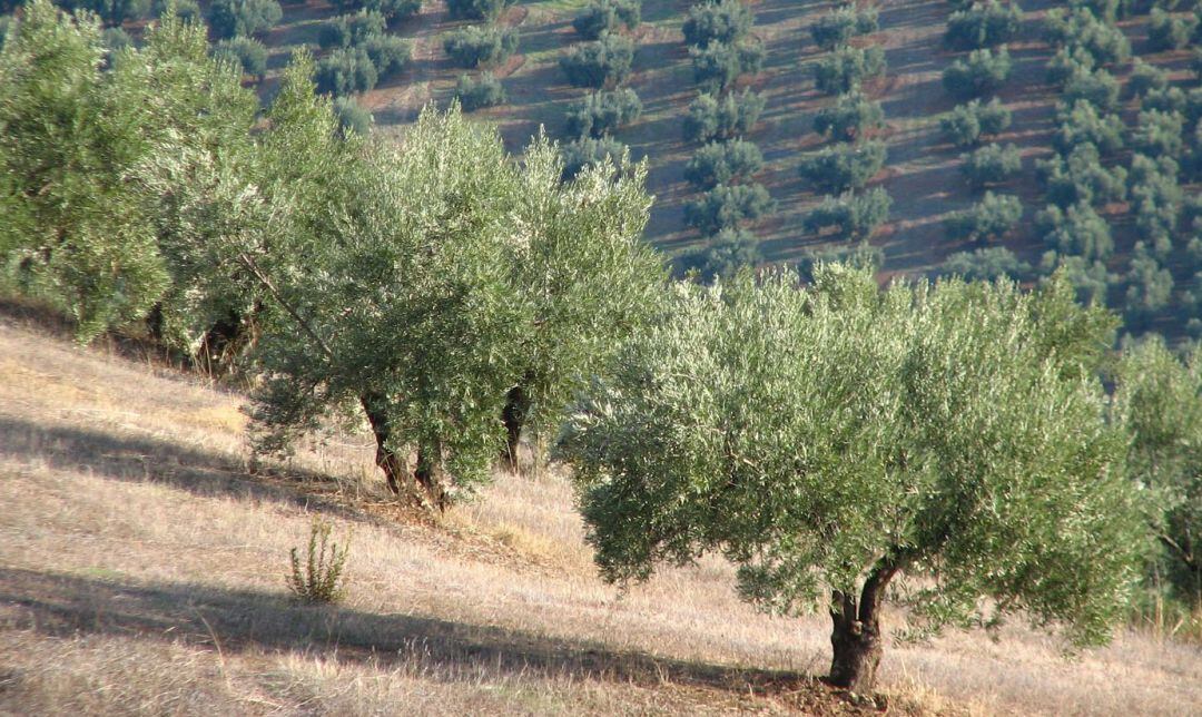 Olivar de Jaén.