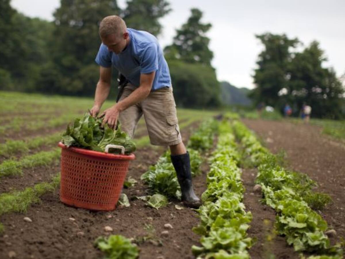 Mil euros al mes por trabajar en el campo ciudadrealeño en 2020