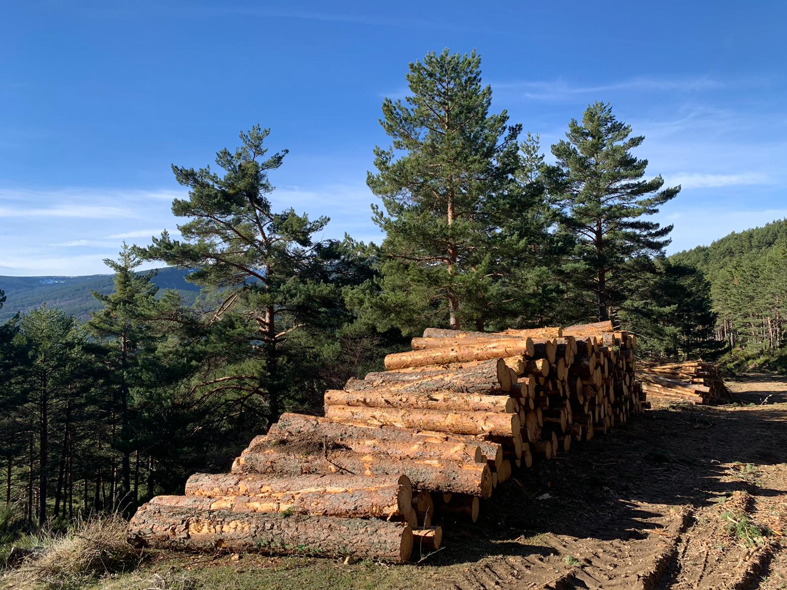 Gestión forestal Cesefor.