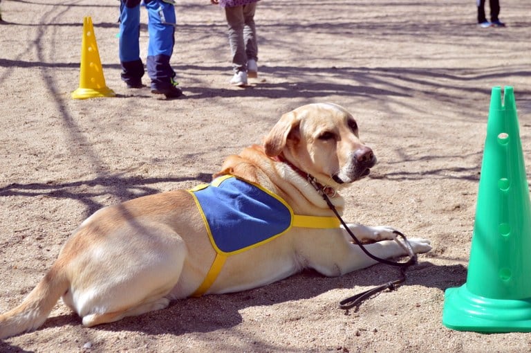 La feria fomenta las adopciones de mascotas entre los parleños