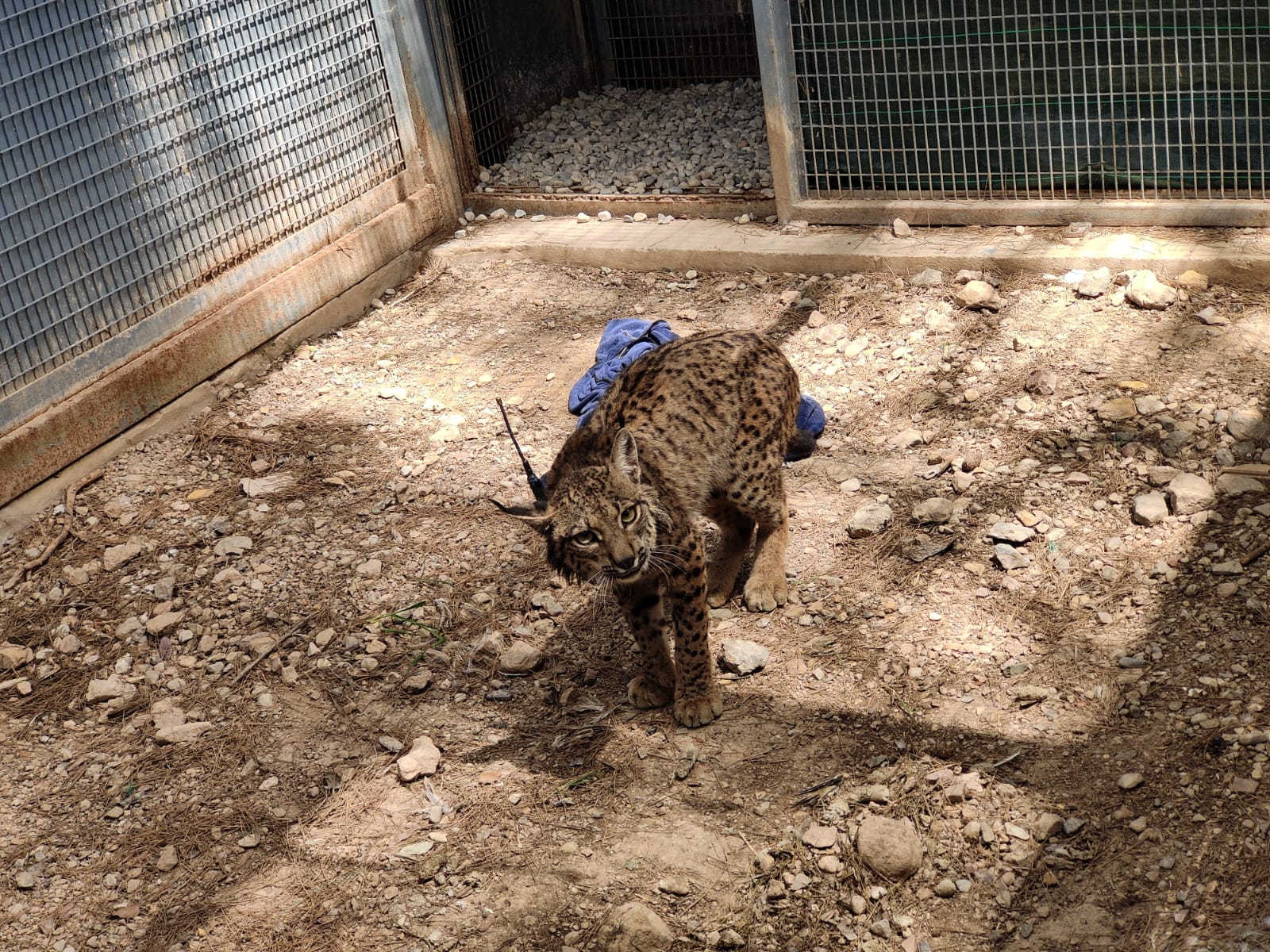 &quot;Tejo&quot;, uno de los linces introducido en Lorca, hallado muerto con un disparo en la cabeza