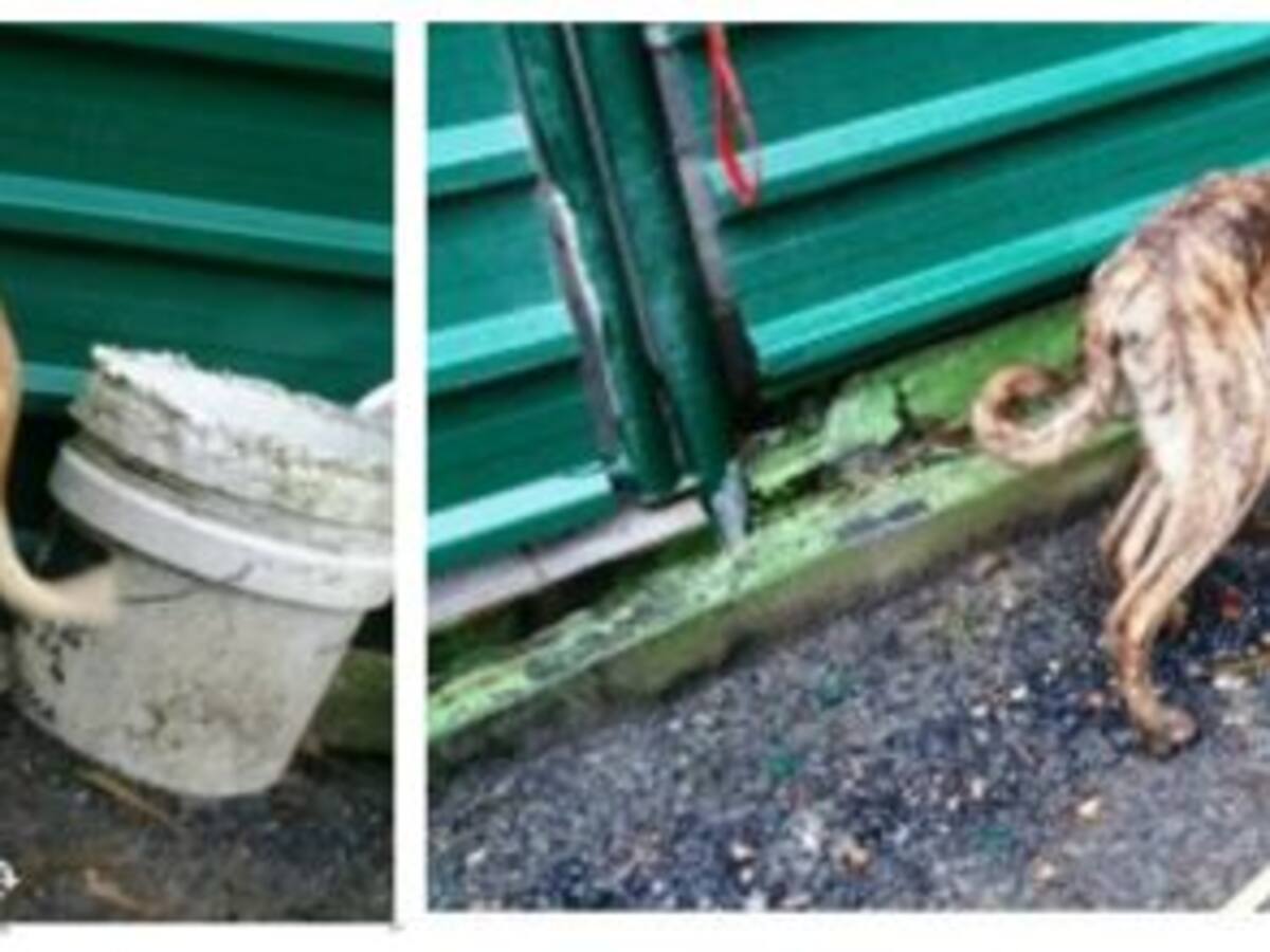 Piden que un vecino de Bilbao no pueda tener animales nunca más