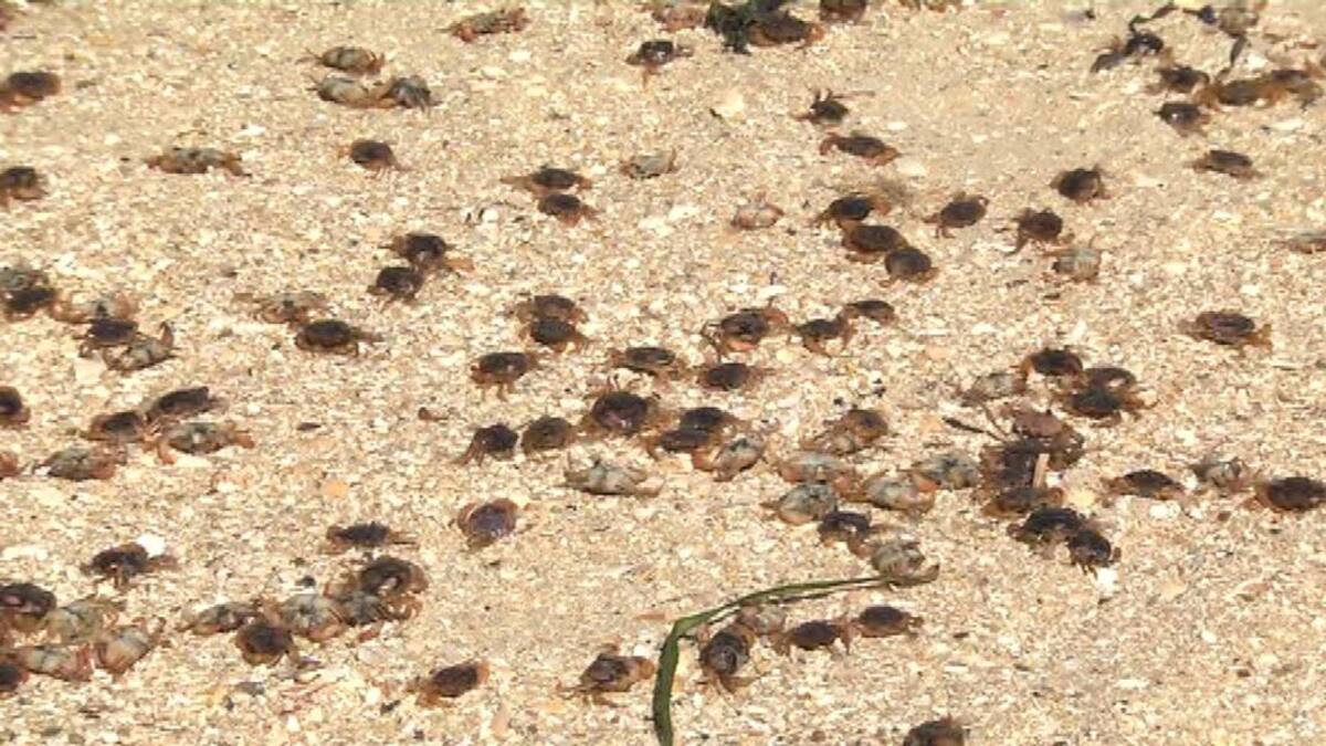 Cientos de cangrejos aparecen muertos en Teis