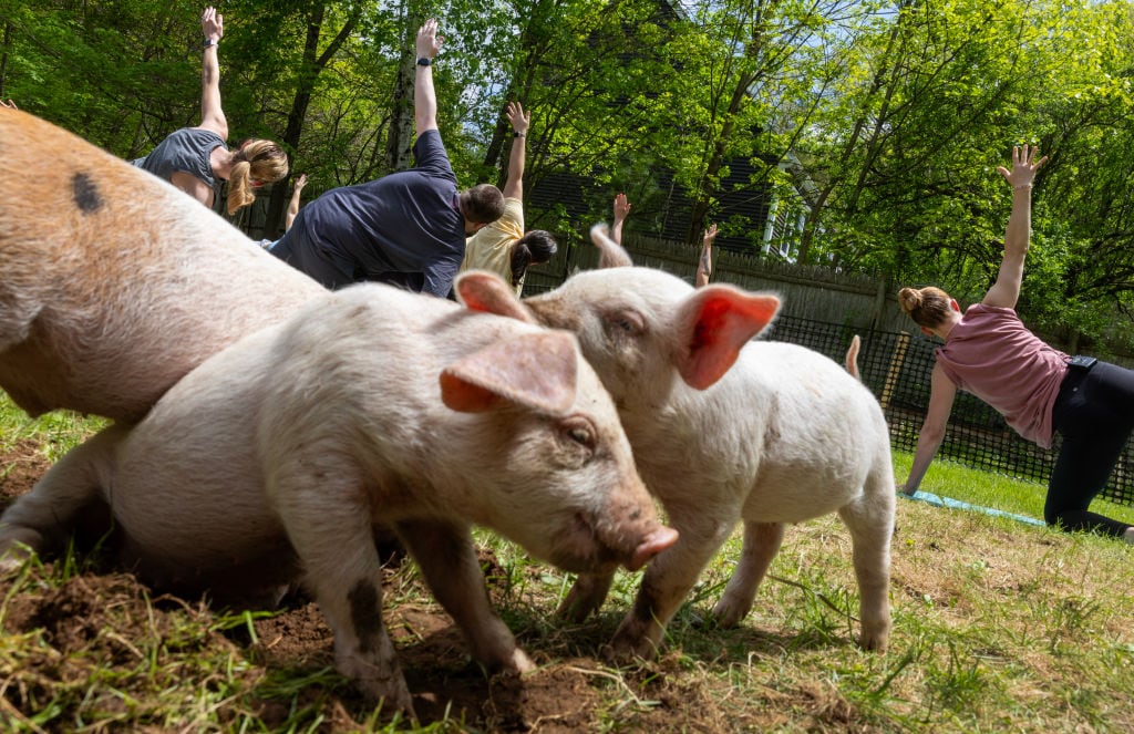 Un veterinario propone en la Feria SEPOR de Lorca que los cerdos hagan Fitnness para mejorar su carne.