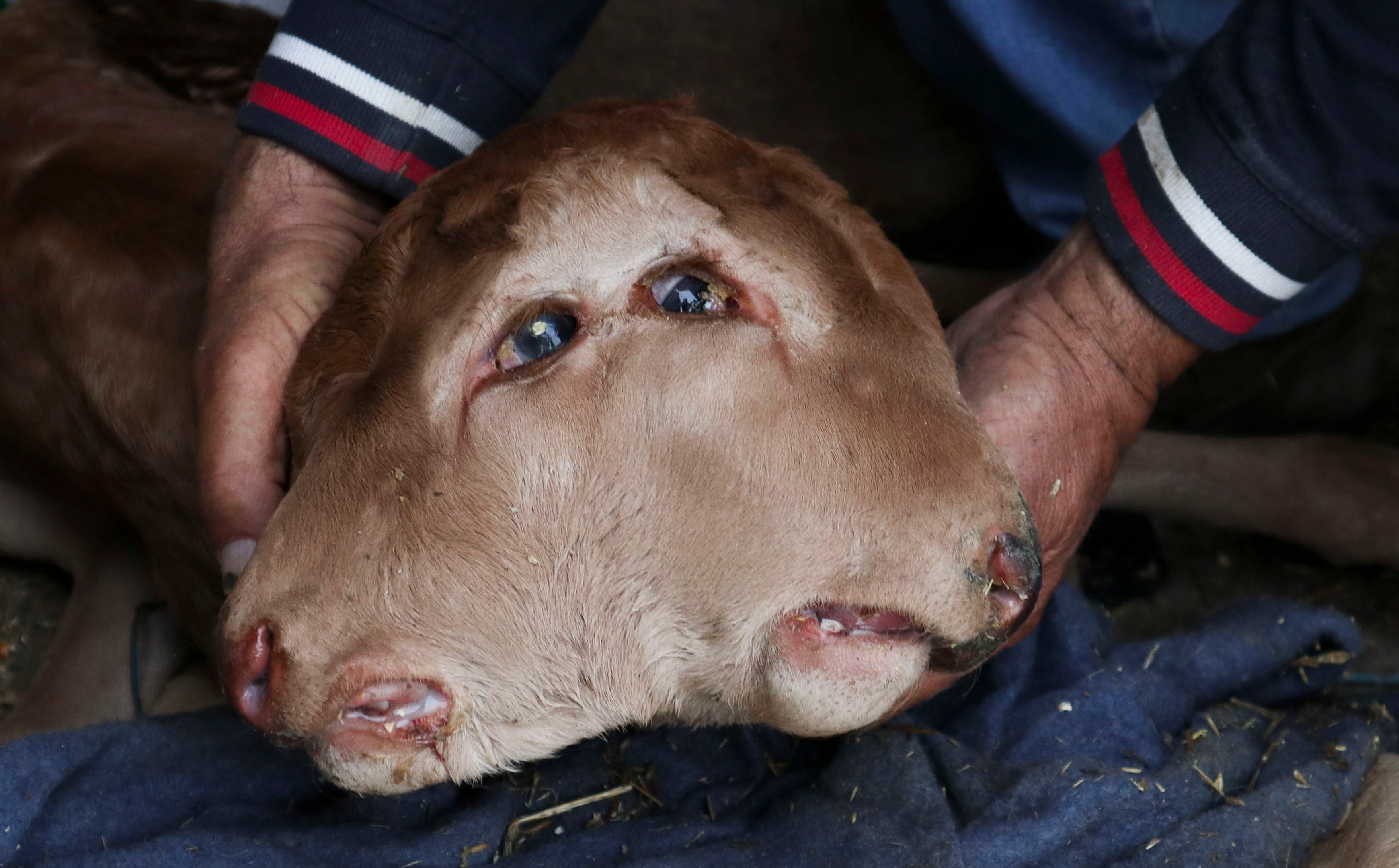 Un ternero que ha nacido en Piñuel de Sayago (Zamora) con dos cabezas pegadas, cada una con sus dos ojos, su nariz, su boca y su lengua.