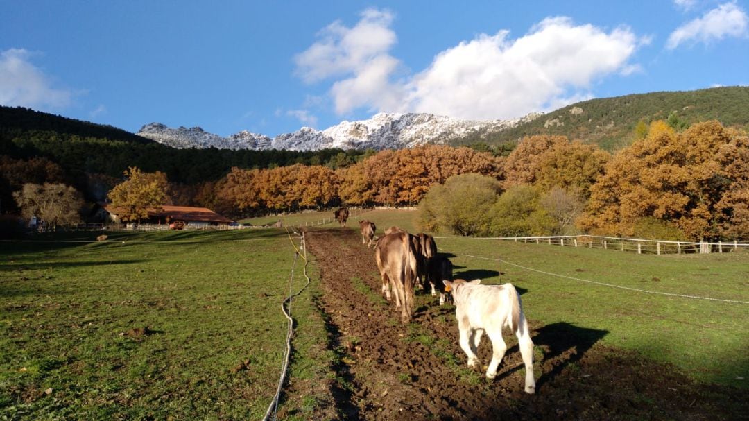 Vacas de la granja biodinámica Castilla Verde en Cercedilla