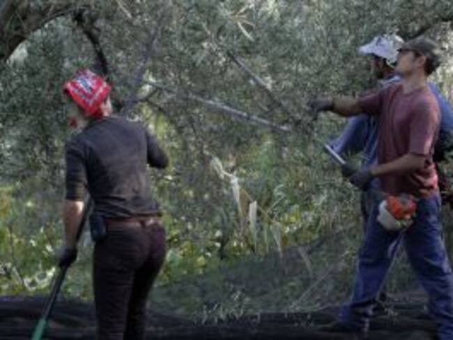 Jornaleros y jornaleras en el momento de la recolección