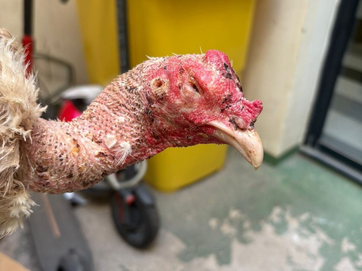Uno de los gallos rescatados de un criadero en ruinas en el barrio de Natzaret, en València.