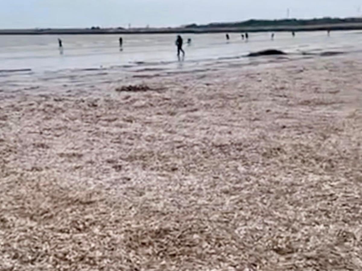 El mar escupe vida en Valdelagrana: la playa amanece cubierta por un “cementerio” de moluscos tras los temporales