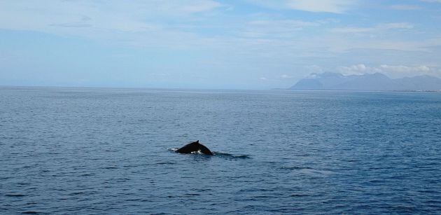 Una ballena sale a la superficie en la bahía de Reikiavik