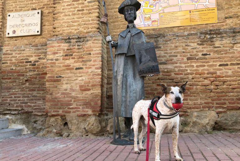 Futt posa en pleno Camino de Santiago