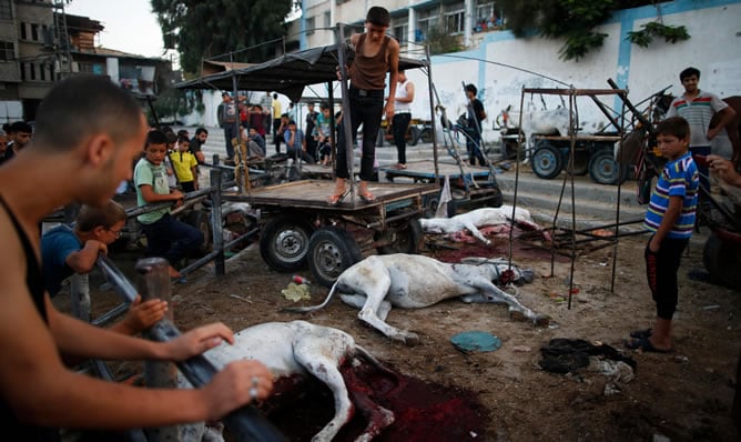 Cadáveres de burros hallados tras el ataque de Israel a una escuela de la ONU en Gaza.