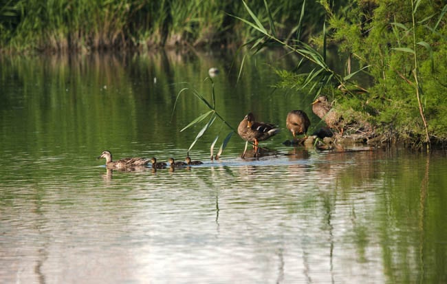 Patos en L&#039;Estany de Nules - Imagen de la web Turismo de Castellón