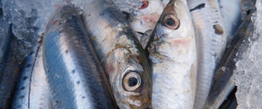 Sardinas