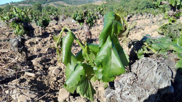 Efectos de las heladas del pasado año en las viñas del Bierzo