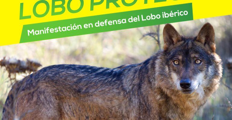 &#039;Lobo vivo, lobo protegido&#039; es el lema de la manifestación en defensa del lobo ibérico