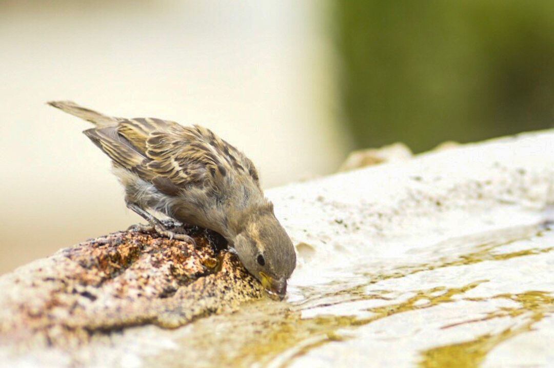 Un gorrión se refresca en una fuente ante las altas temperaturas.