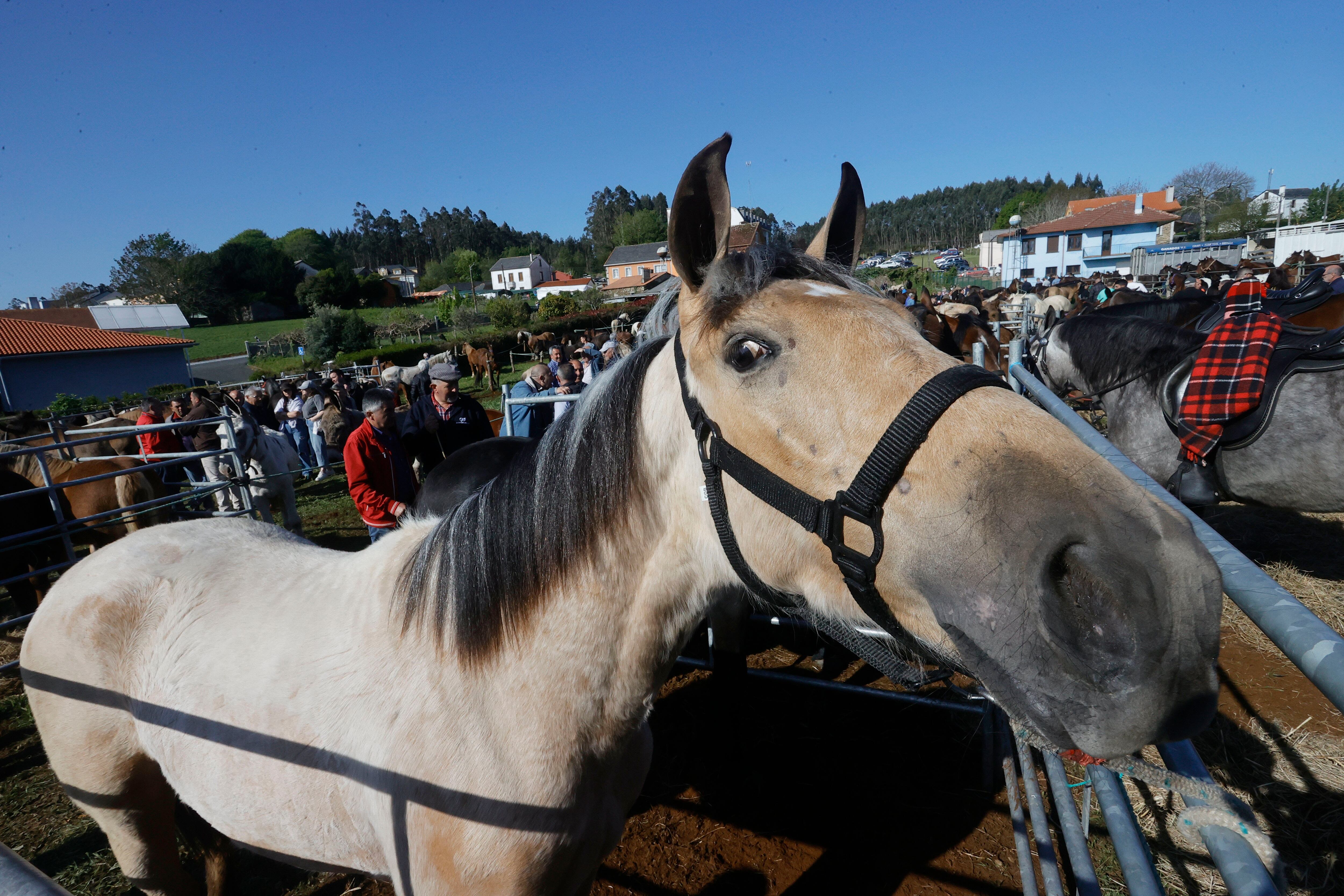 MOECHE, 23/04/2024.- El municipio de Moeche celebra su feria del caballo, una de las citas históricas en las tradiciones de Galicia. EFE/Kiko Delgado.