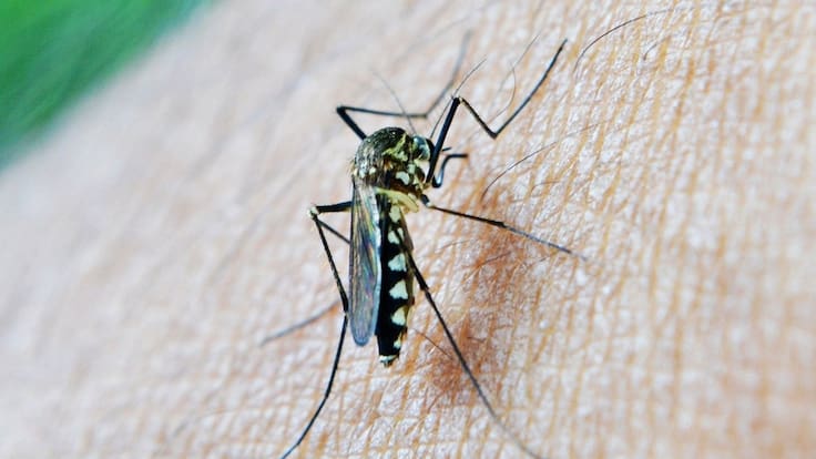 Nicolás Valbuena ante el positivo del Virus del Nilo en un equino