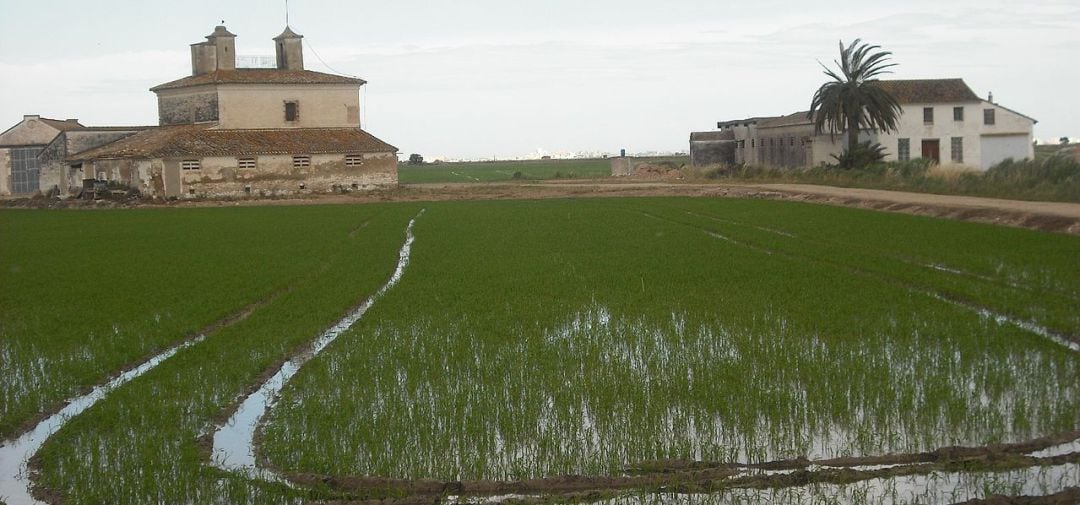 La Albufera de Valencia