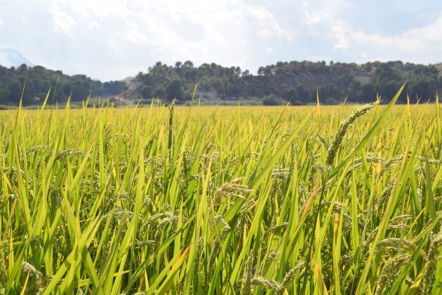 Los arrozales &quot;verdedorados&quot; de Calasparra se preparan para la siega en octubre