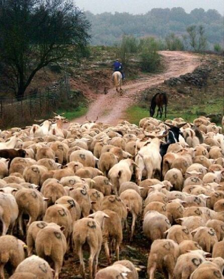 La trashumancia, una de las peculiaridades del cordero de Santiago-Pontones