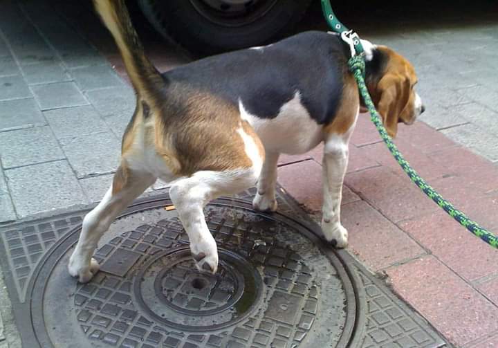 Perro haciendo una deposición