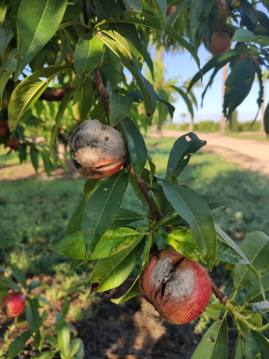 La Asociación Valenciana de Agricultores (AVA-ASAJA) advierte de que las producciones más perjudicadas por las lluvias persistentes son las frutas de hueso