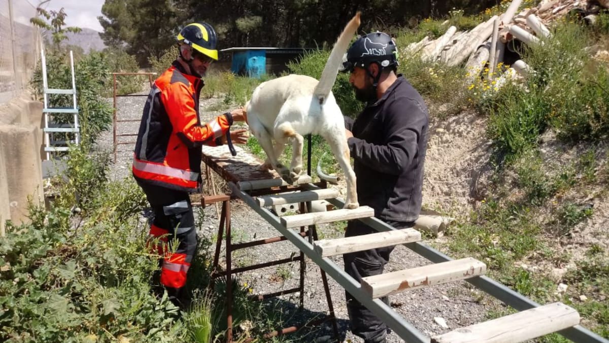 La Unidad Canina de los Bomberos de Ibiza al rescate de las personas