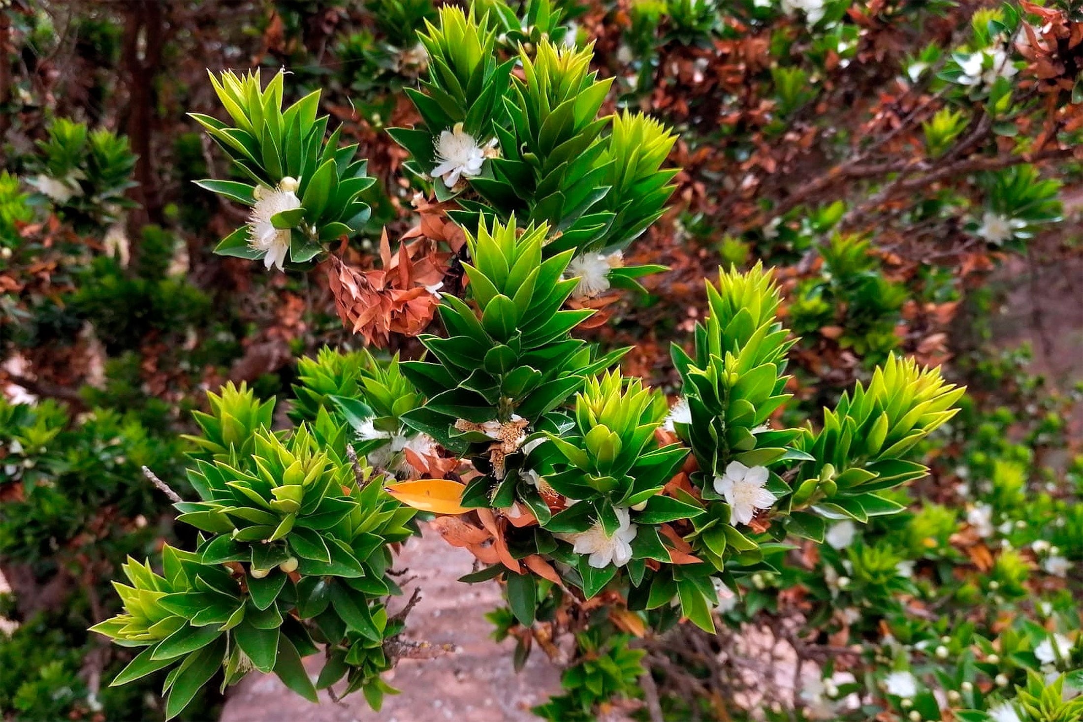 Difiere del mirto común por su porte arboreo