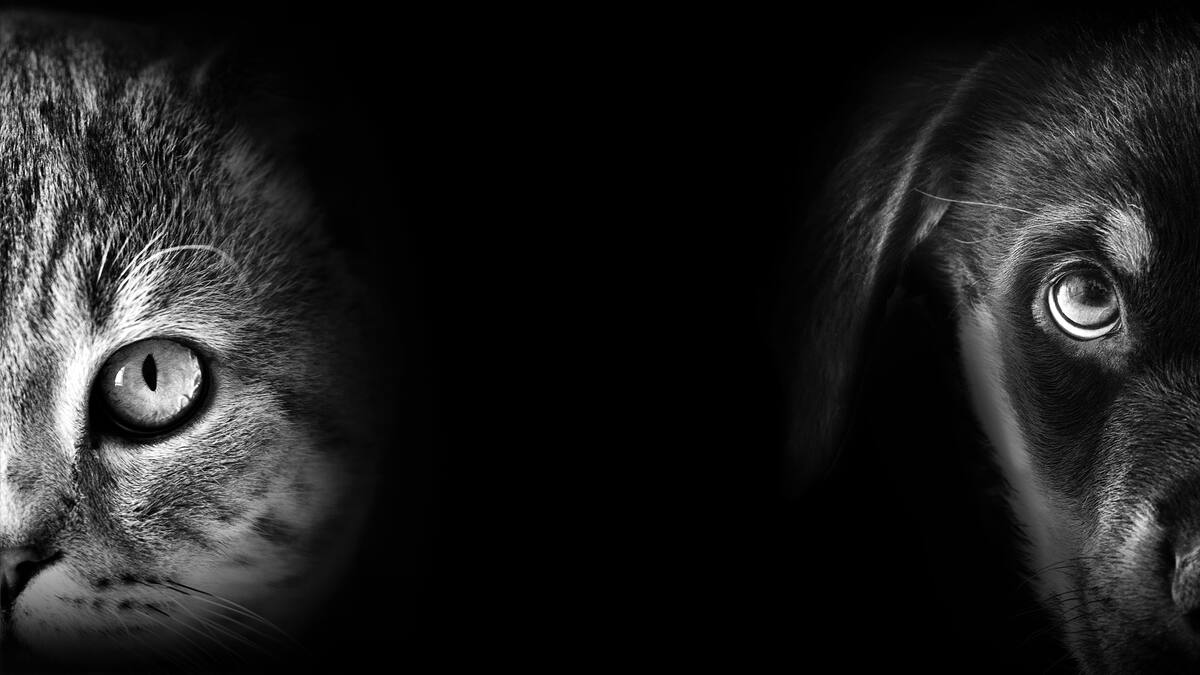 Mercedes Sánchez. Veterinaria