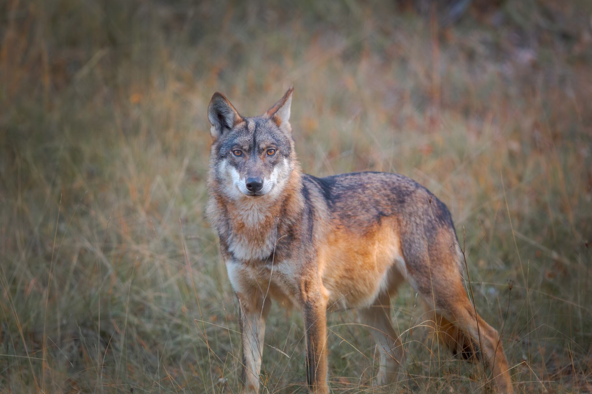 Loba de El Hosquillo.