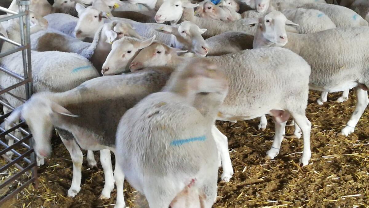 La Ventana Comunitat Valenciana - Carles Peris (30/03/2020)