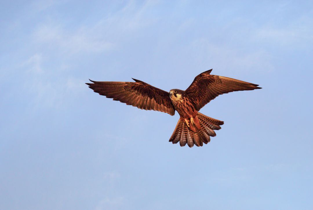 Halcón de Eleonora (Falco eleonorae)