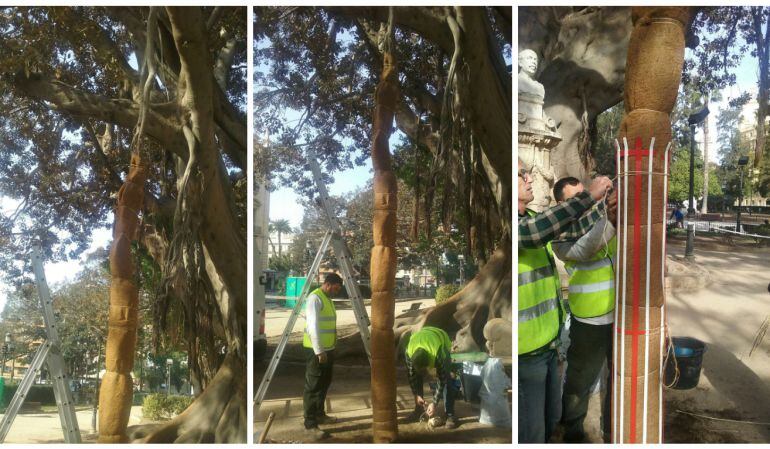 Operarios municipales trabajan en uno de los ficus centenarios del PArterre de Valencia