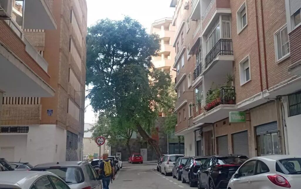 La tipuana atravesaba la calle y alcanzaba la quinta planta de la acera de enfrente