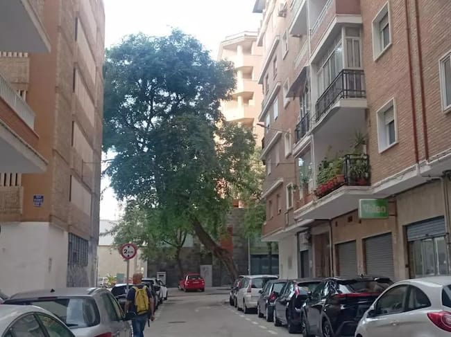 La tipuana atravesaba la calle y alcanzaba la quinta planta de la acera de enfrente