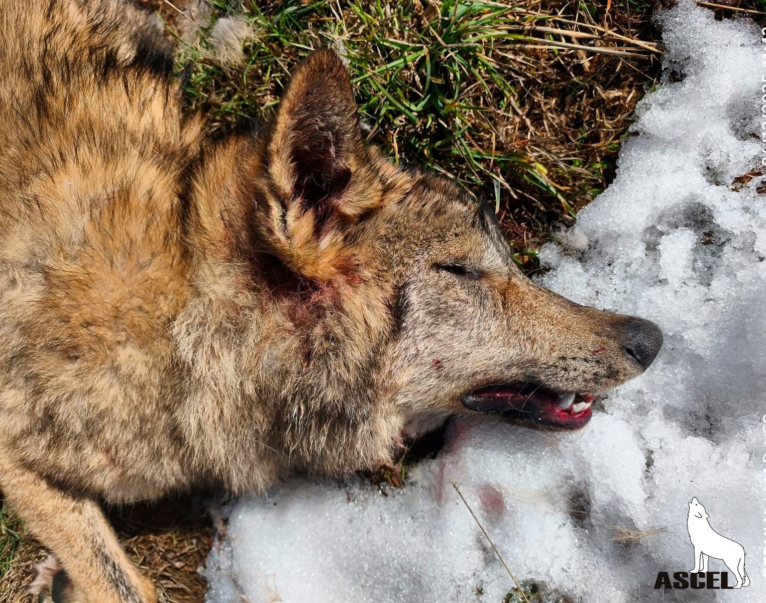 Imagen del lobo abatipo por un disparo